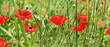 Border with red poppy flowers on wild meadow