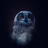 Fototapeta Zwierzęta - portrait of a eagle owl