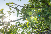 Green Carobs On A Carob Tree Ceratonia Siliqua