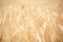 Ripe Wheat Field Ears Closeup