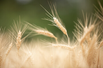 Ripe wheat field ears closeup