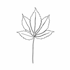 Wall Mural - Vector autumn leaf continuous line drawing. Autumn leaf one line style icon vector illustration design