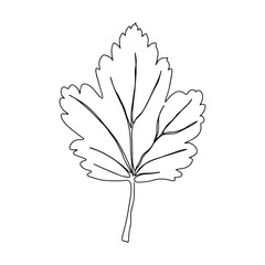 Wall Mural - Vector autumn leaf continuous line drawing. Autumn leaf one line style icon vector illustration design