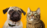 Fototapeta Koty - cute cat and dog on yellow background