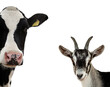 Kopf einer Kuh und einer Ziege, freigestellt vor weißem Hintergrund