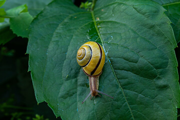 A snail crawling on a leaf