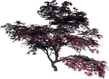 Front View Of Plant (Mature Japanese Maple 1) Tree Illustration Vector	