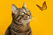 Cute Cat And Butterflies On A Yellow Background