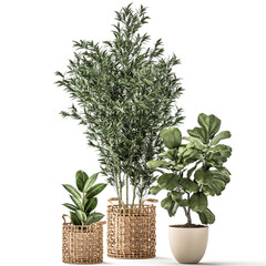 Wall Mural -  Bamboo and ficus in decorative baskets