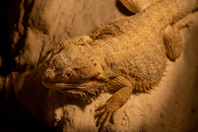 Central Bearded Dragon (Pogona Vitticeps) / Close Up Of A Lizard