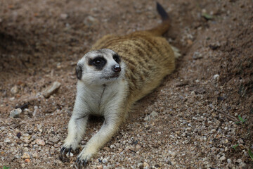 Wall Mural - The Suricata suricatta or meerkat is sit down and rest on sand floor