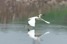Snowy Egret In Flight