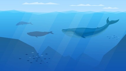 Flock of blue whales underwater