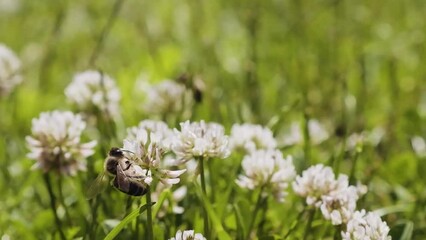 Wall Mural - Honeybees pollinating clover in slow motion. Grass and blooming clover flowers in the garden close up. Summertime meadow on sunny day