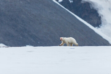 Wall Mural - shot in svalbard may 2022, polar bear mother and cub eating a reindeer and walking down the shore