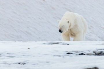 Wall Mural - Shot in Svalbard may 2022, polar bear mother and cub eating a reindeer and walking down the shore