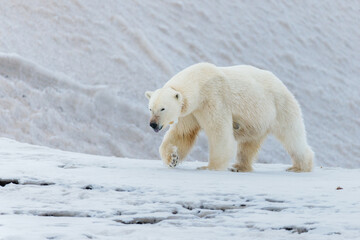 Wall Mural - Shot in Svalbard may 2022, polar bear mother and cub eating a reindeer and walking down the shore