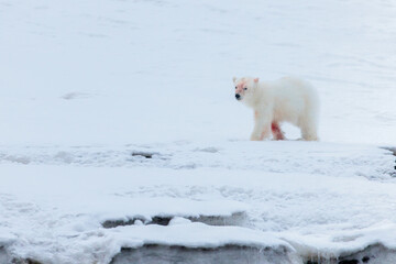 Wall Mural - Shot in Svalbard may 2022, polar bear mother and cub eating a reindeer and walking down the shore