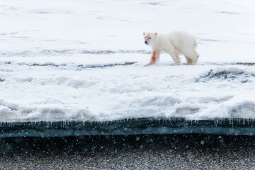 Wall Mural - Shot in Svalbard may 2022, polar bear mother and cub eating a reindeer and walking down the shore