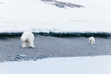Wall Mural - Shot in Svalbard may 2022, polar bear mother and cub eating a reindeer and walking down the shore