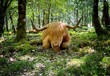 Highland Cow sat in a forest at Ganllwyd, Snowdonia National Park