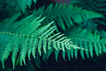 Wall Mural - Close up of fern leaf. Green natural summer texture for background.