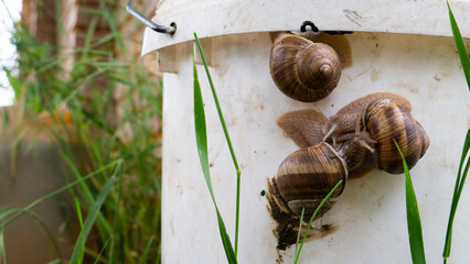 Wall Mural - Snails on plastic bucket in the yard.