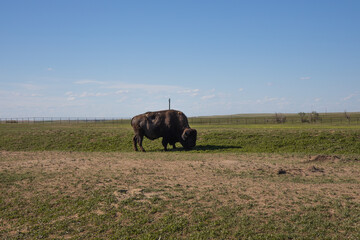 grazing buffalo