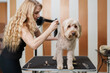 Beautiful adopted mixed blood dog enjoying in professional grooming and hair care. Professional female groomer at work.