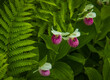 showy Lady Slipper orchids in bloom in a natural bog in spring in Vermont
