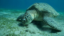 Big Sea Turtle Green Eats Green Sea Grass On The Seabed. Green Sea Turtle (Chelonia Mydas) Underwater Shot, Red Sea, Egypt