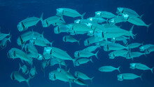 School Of Mackerel Fish Swims In The Blue Water With Open Mouth Ram Feeding On Planton. Underwater Shot. Red Sea, Egypt