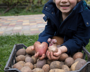 boy smiling near pile of freshly dug potatoes, holding two funny custom potatoes. agriculture, fun organic farming. Advertisement for potato chips. Good harvest, little helper. Harvest season