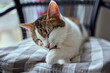 beautiful cute cat licking his paw on stylish bed with funny emotions on background of room.