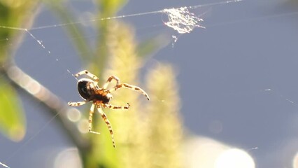 spider weaves a web close-up