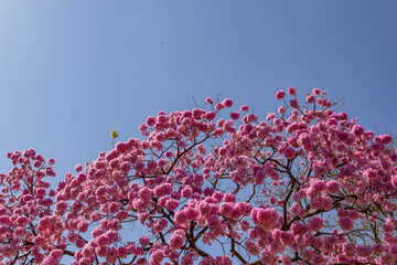 Detalhe de galhos de um ipê roxo florido com céu azul ao fundo. Ipê roxo bola. Handroanthus impetiginosus.