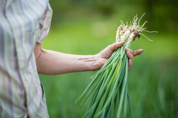 Farmer's hands harvest crop of onion in the garden. Plantation work. Autumn harvest and healthy organic food concept close up with selective focus