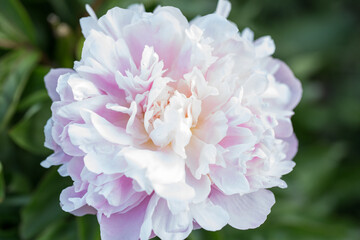 Wall Mural - peony flower blooming white botanical garden