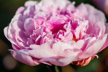 Wall Mural - peony flower texture nature background abstract