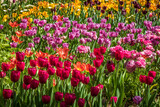Fototapeta Tulipany - Happy Spring!