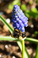 Wall Mural - Closeup of a bumble bee on blue hyacinth flowers.