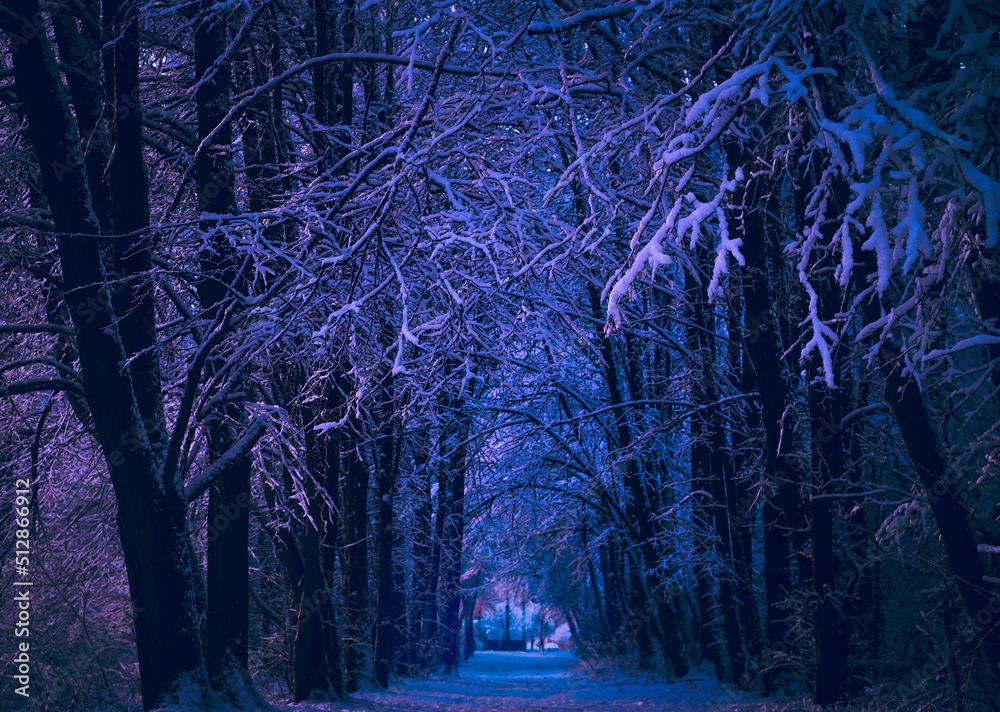 Terrifying Winter Winter landscape. Mysterious fairy forest. Background mystic atmosphere ...