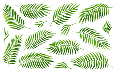  Tropical palm leaf set. Realistic green leaves different shapes. Jungle exotic foliage isolated