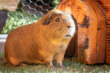 Canvas Print - country pig in the cage