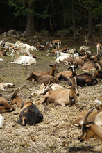 A Herd Of Goats Rests In A Mountain Pasture
