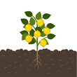 Lemon fruit tree growing in soil