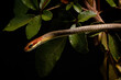 brown vine snake on the tree
