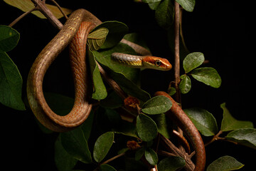 Canvas Print - brown vine snake on the tree