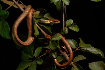 Canvas Print - brown vine snake on the tree