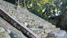 Stair Stone Mineral Cement Concrete Texture Pattern Landscape Vegetation Nature Animal Cat Mimic